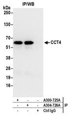 CCT4 Antibody in Immunoprecipitation (IP)