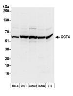 CCT4 Polyclonal Antibody