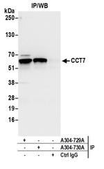 CCT7 Antibody in Immunoprecipitation (IP)