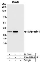 Swiprosin-1 Polyclonal Antibody