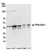 FRA10AC1 Antibody in Western Blot (WB)