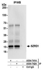 SZRD1 Polyclonal Antibody