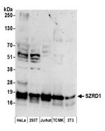 SZRD1 Polyclonal Antibody