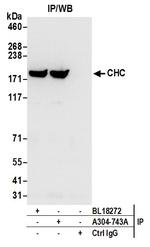 CHC Antibody in Immunoprecipitation (IP)