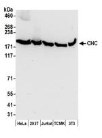 CHC Polyclonal Antibody