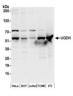 UGDH Polyclonal Antibody