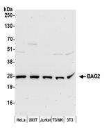 BAG2 Polyclonal Antibody