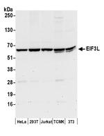 EIF3L Polyclonal Antibody