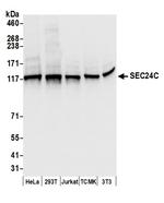 SEC24C Polyclonal Antibody