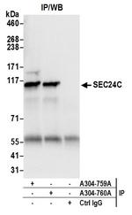 SEC24C Polyclonal Antibody