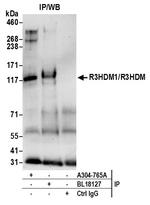 R3HDM1/R3HDM Antibody in Immunoprecipitation (IP)