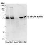 R3HDM1/R3HDM Polyclonal Antibody