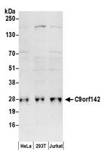 C9orf142 Antibody in Western Blot (WB)