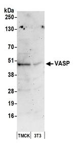 VASP Antibody in Western Blot (WB)