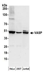 VASP Polyclonal Antibody