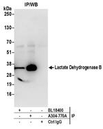 Lactate Dehydrogenase B/LDHB Antibody in Immunoprecipitation (IP)