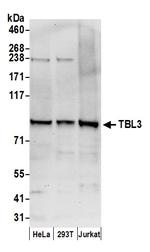 TBL3 Polyclonal Antibody