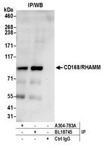 CD168/RHAMM Antibody in Immunoprecipitation (IP)