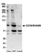 CD168/RHAMM Polyclonal Antibody