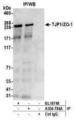 TJP1/ZO-1 Antibody in Immunoprecipitation (IP)