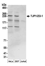 TJP1/ZO-1 Antibody in Western Blot (WB)