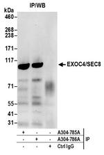 EXOC4/SEC8 Polyclonal Antibody