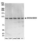 EXOC4/SEC8 Polyclonal Antibody