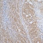 TCEB1 Polyclonal Antibody