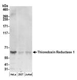 Thioredoxin Reductase 1/TXNRD1/TRXR1 Polyclonal Antibody