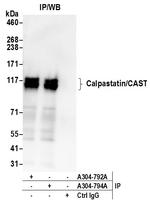 Calpastatin/CAST Polyclonal Antibody