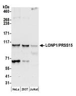 LONP1/PRSS15 Polyclonal Antibody