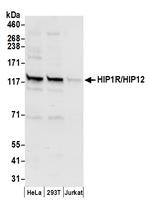 HIP1R/HIP12 Polyclonal Antibody