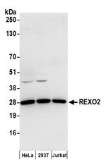 REXO2 Antibody in Western Blot (WB)
