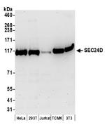 SEC24D Polyclonal Antibody