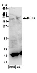 MON2 Antibody in Western Blot (WB)