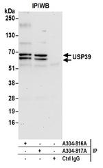 USP39 Polyclonal Antibody