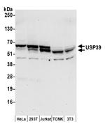 USP39 Polyclonal Antibody