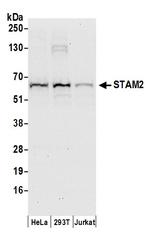 STAM2 Polyclonal Antibody
