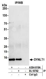 DYNLT1 Antibody in Immunoprecipitation (IP)