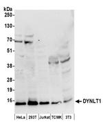 DYNLT1 Polyclonal Antibody