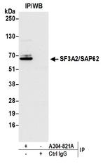 SF3A2/SAP62 Antibody in Immunoprecipitation (IP)