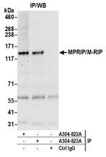 MPRIP/M-RIP Antibody in Immunoprecipitation (IP)