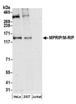 MPRIP/M-RIP Polyclonal Antibody