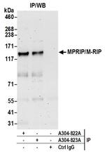 MPRIP/M-RIP Polyclonal Antibody
