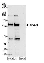 FHOD1 Polyclonal Antibody