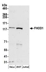 FHOD1 Antibody in Western Blot (WB)