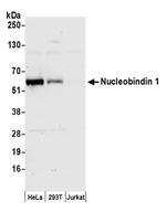 Nucleobindin 1/NUCB1 Polyclonal Antibody