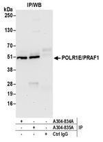 POLR1E/PRAF1 Polyclonal Antibody
