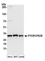 PYCR1/P5CR Polyclonal Antibody