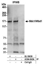 Mdc1/Nfbd1 Polyclonal Antibody